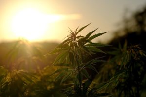 Cannabis ETF - Hauptbild - Sonne 