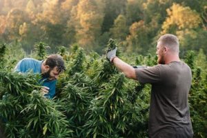 Cannabis Farm 